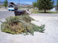 Branches need to be cut no longer than 6 feet and bundled with string so that one person can lift each bundle.