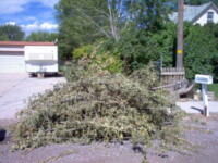 Again, branches need to be bundled so that one person can lift them. Svg+xml,%3Csvg%20xmlns%3D%22http%3A%2F%2Fwww.w3