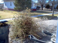 These branches need to be bundled or put in cans. Svg+xml,%3Csvg%20xmlns%3D%22http%3A%2F%2Fwww.w3